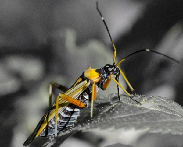 mai visto prima, che specie e''?  Miris striatus (Miridae)